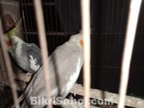 কোকাটাইল পাখি
